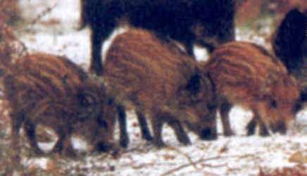 g n alogie du sanglier