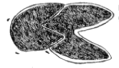 Traces du sanglier