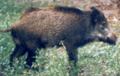 g n alogie du sanglier