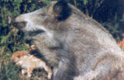 g n alogie du sanglier