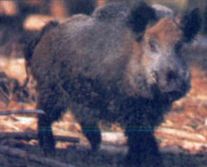 g n alogie du sanglier
