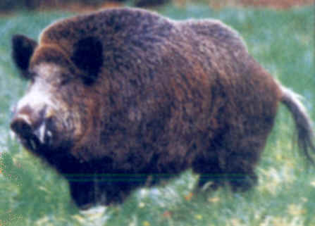 g n alogie du sanglier