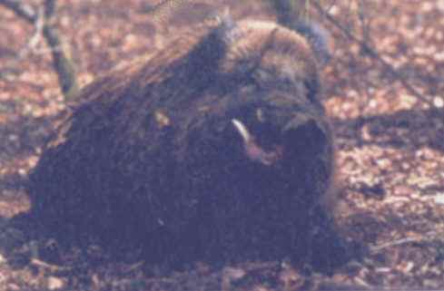 g n alogie du sanglier