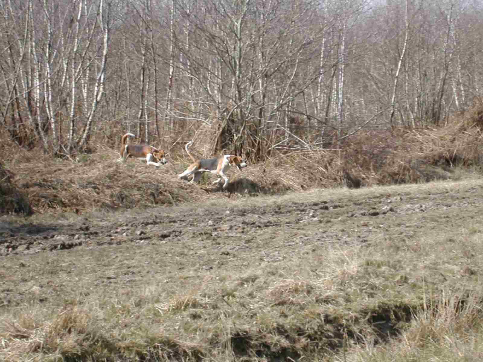 chiens de tête de chasse
