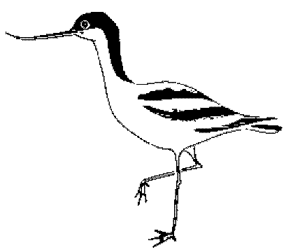 avocette