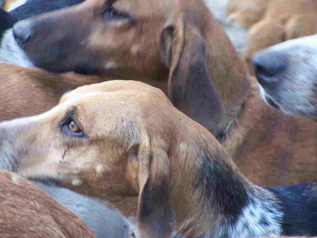 chiens anglo-fran ais