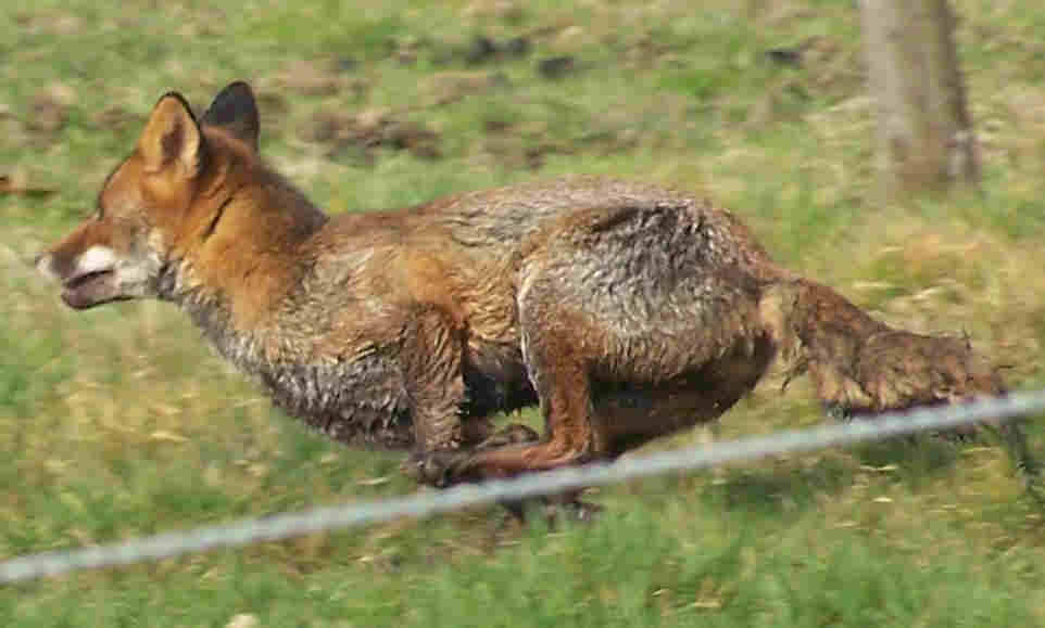Reéchos du renard