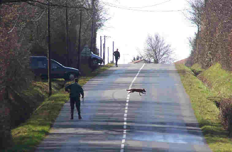 Traversée de route par renard