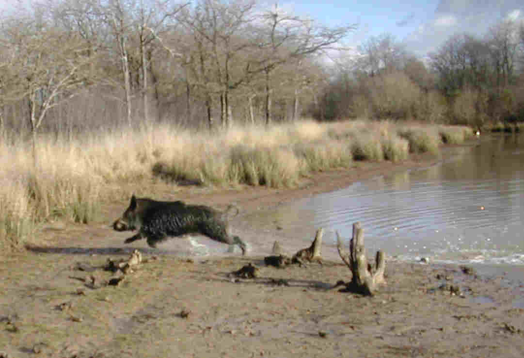 Sortie de l'eau