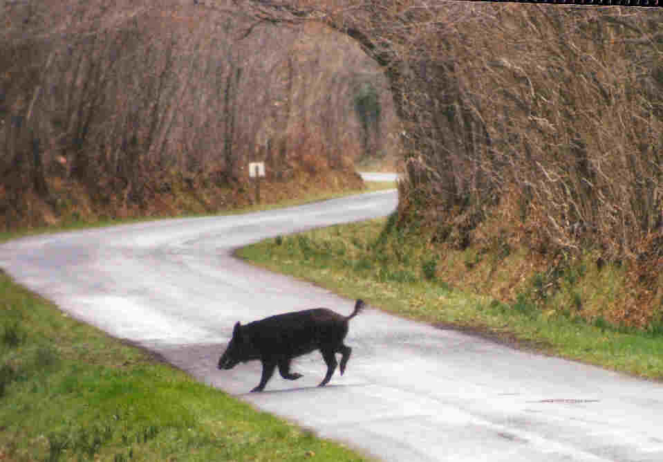 traverse de route par un sanglier