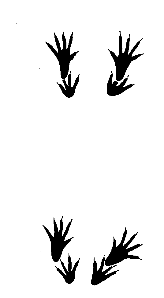 Empreintes d' cureuil