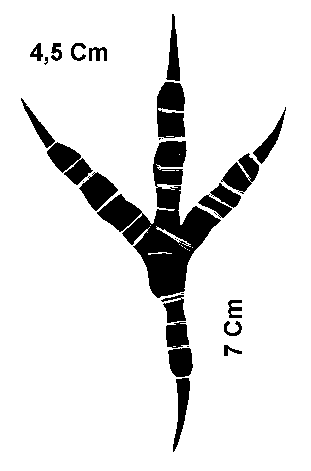 empreinte de Faucons,  pervier
