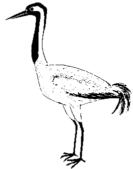 Grue cendrée