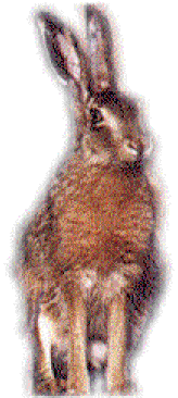 lièvre