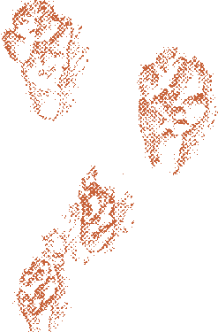 traces de lièvre