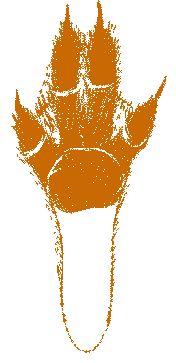 traces de lièvre