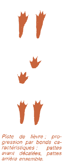 traces de lièvre
