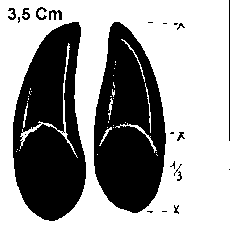 empreinte de chevreuil