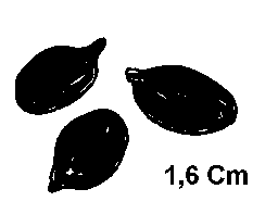 crottes ou laissées de chevreuil