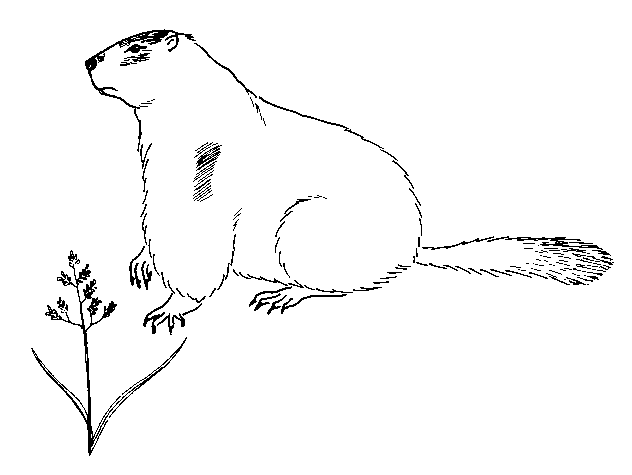 Marmotte