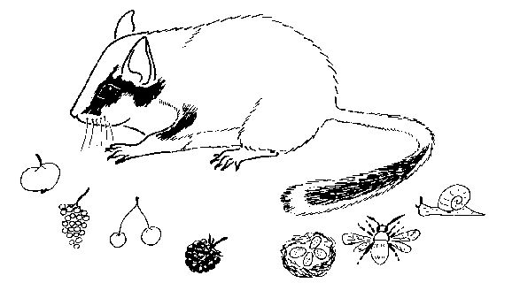 L rot