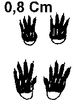 empreinte de Muscardin