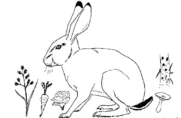 lièvres