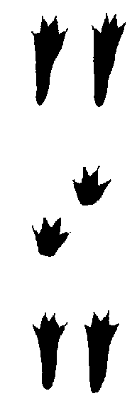 empreintes de lièvre