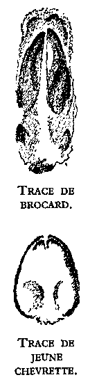 empreintes de brocard et de ch�vre