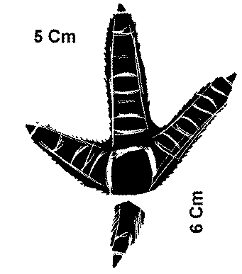 empreinte de Tetras Lyre