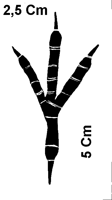 empreinte de Merle, Grives,  tourneau, Loriot