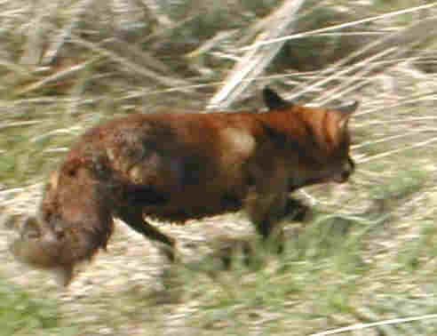 relanc  vue du renard