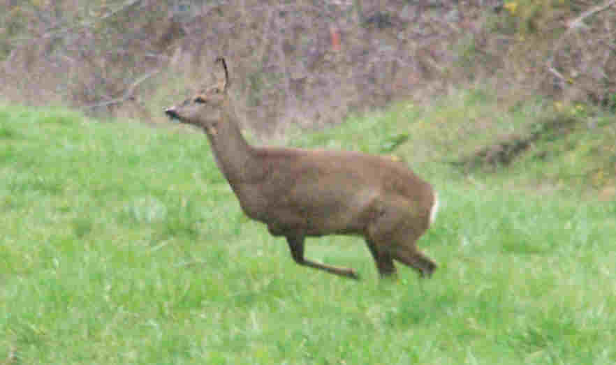 chevreuil bondissant