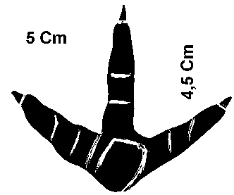empreinte d'Œdicn me