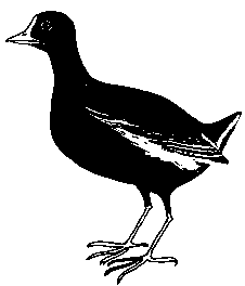 poule d'eau