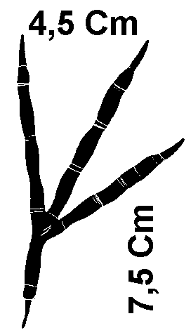 R le
