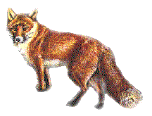 renard