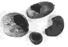 Noix, noisette, gland et noyau de prune rongés par les mulots