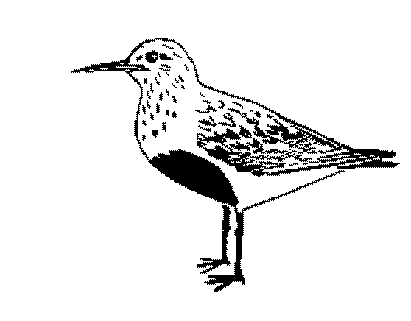 Tourne-pierre et bécasseaux